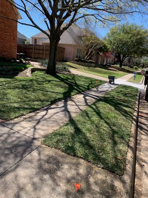 Lawn with neat grass, tree shadows, and a clear sidewalk in a residential neighborhood.
