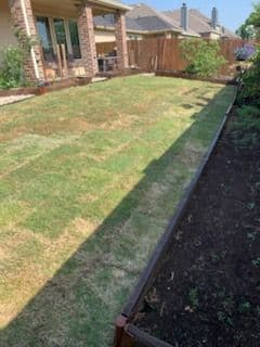 Lawn renovation in a backyard with patchy grass and flowerbed framing. Sunny day.