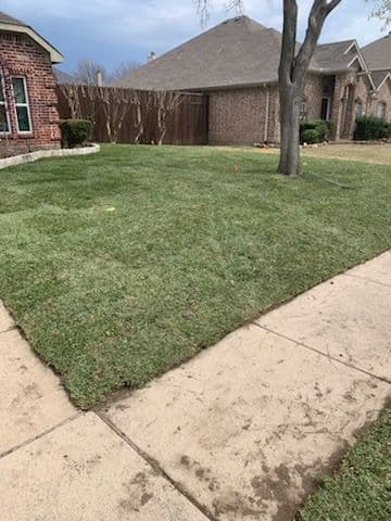 Gallery photos for St. Augustine Sod Installation in Frisco, TX: Image #2