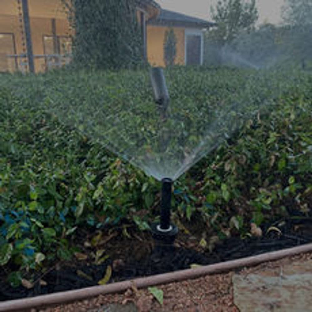 Automated sprinkler system watering lush green hedge in landscaped garden.